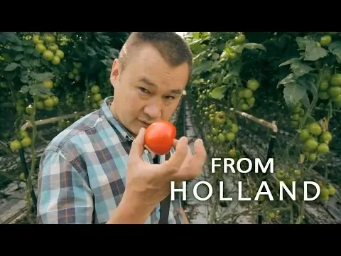 The principle of growing tomatoes according to Dutch technology