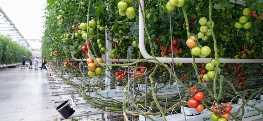 The principle of growing tomatoes according to Dutch technology