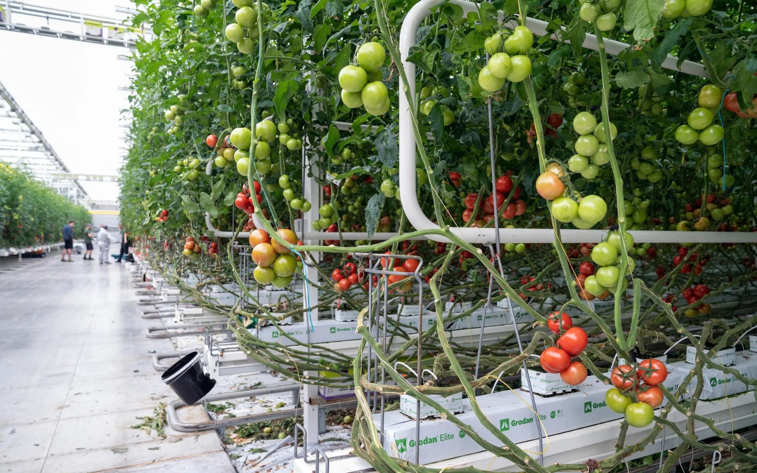 The principle of growing tomatoes according to Dutch technology