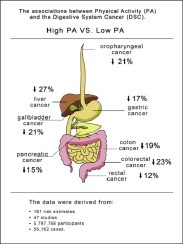 The psyche and exercise contribute to diseases of the digestive system