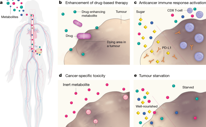 The role of diet in cancer therapy