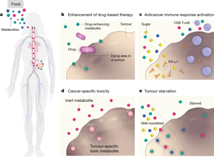 The role of diet in cancer therapy