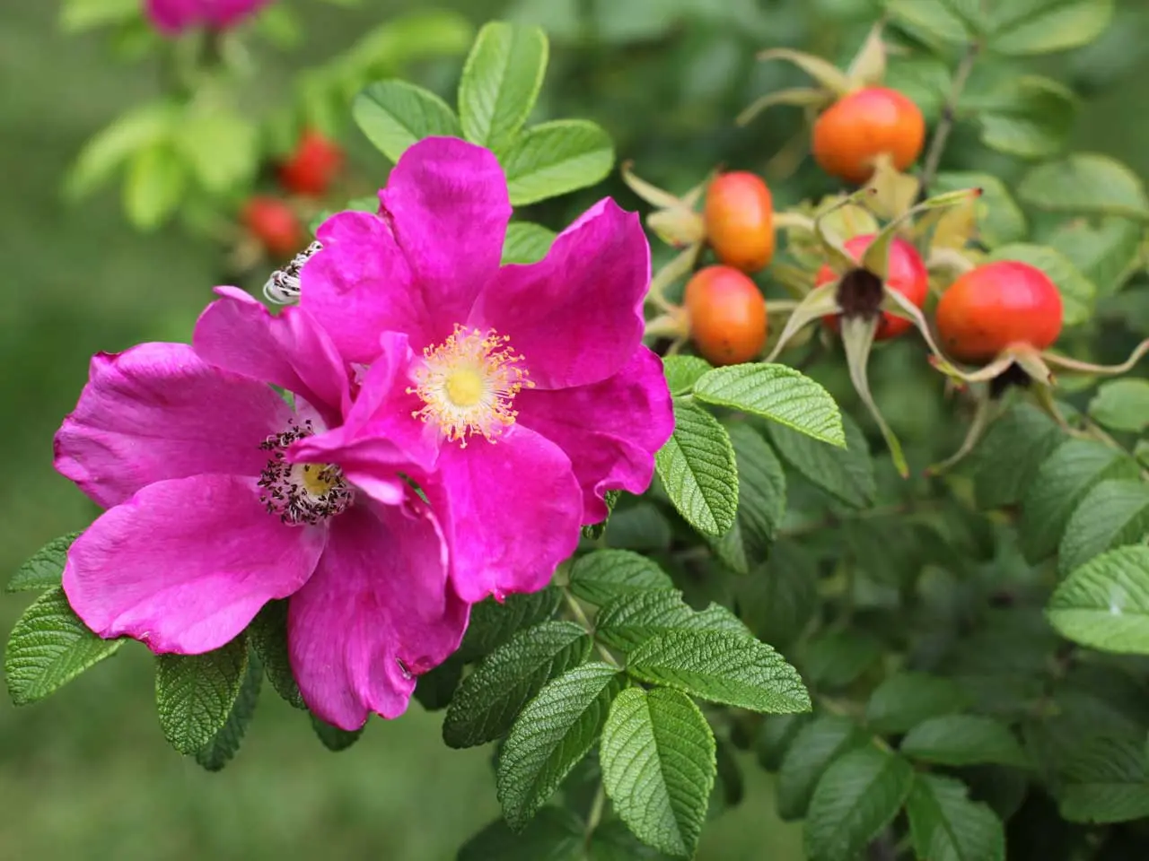 The rose has turned into a wild rose: what to do with a bush?