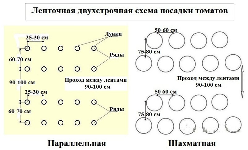 The scheme of planting tomatoes in a greenhouse: a detailed description