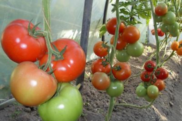 The scheme of planting tomatoes in a greenhouse: a detailed description