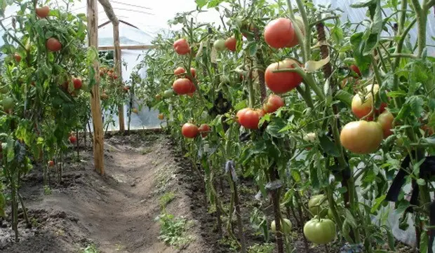 The scheme of planting tomatoes in a greenhouse: a detailed description