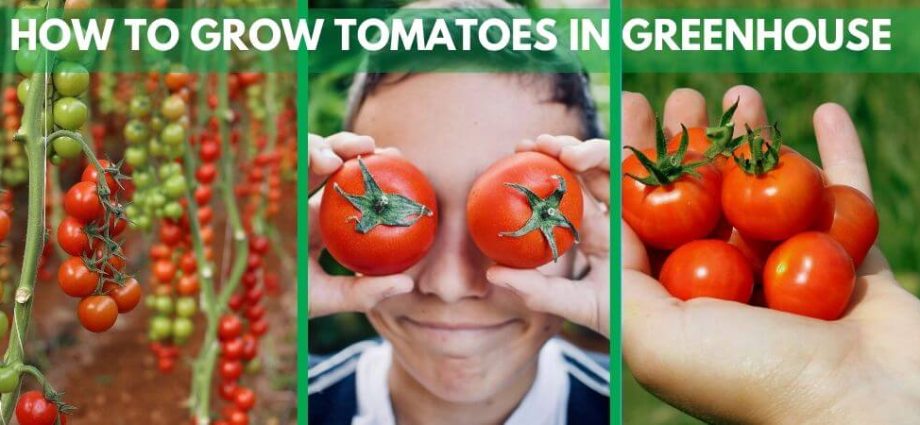 The scheme of planting tomatoes in a greenhouse: a detailed description