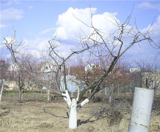 The scheme of the correct pruning of apricots in the fall