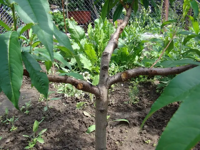 The scheme of the correct pruning of apricots in the fall