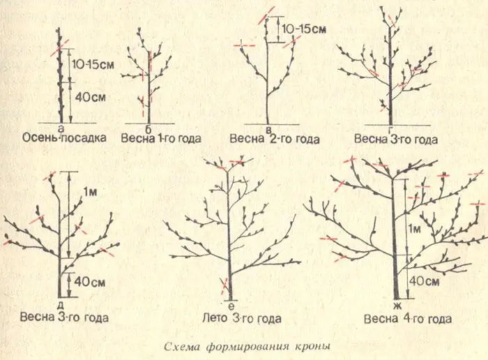 The scheme of the correct pruning of apricots in the fall