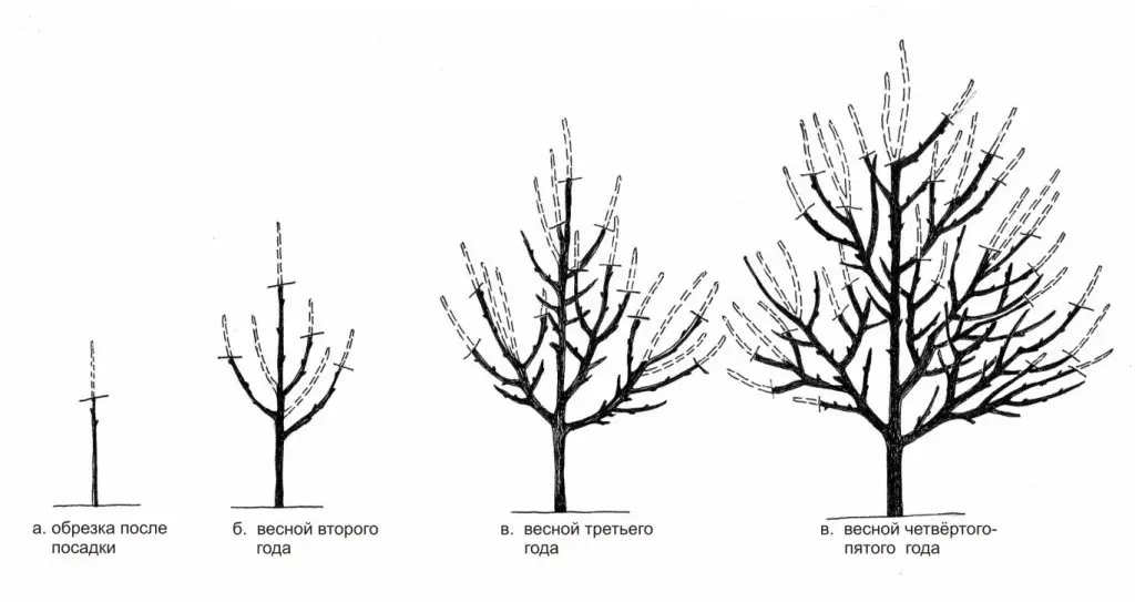 The scheme of the correct pruning of apricots in the fall