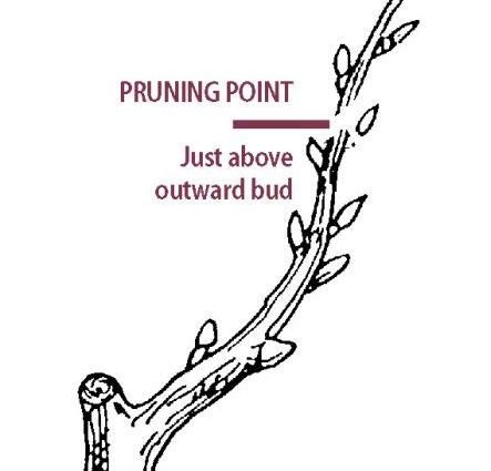 The scheme of the correct pruning of apricots in the fall