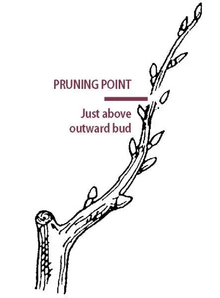 The scheme of the correct pruning of apricots in the fall