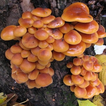 The season for collecting autumn and winter mushrooms