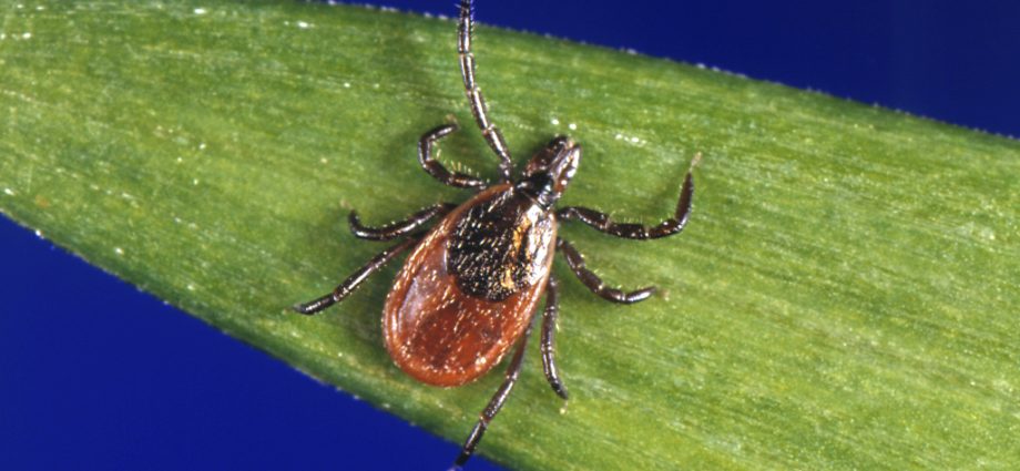 The second case of the deadly Powassan virus. The disease is spread by ticks