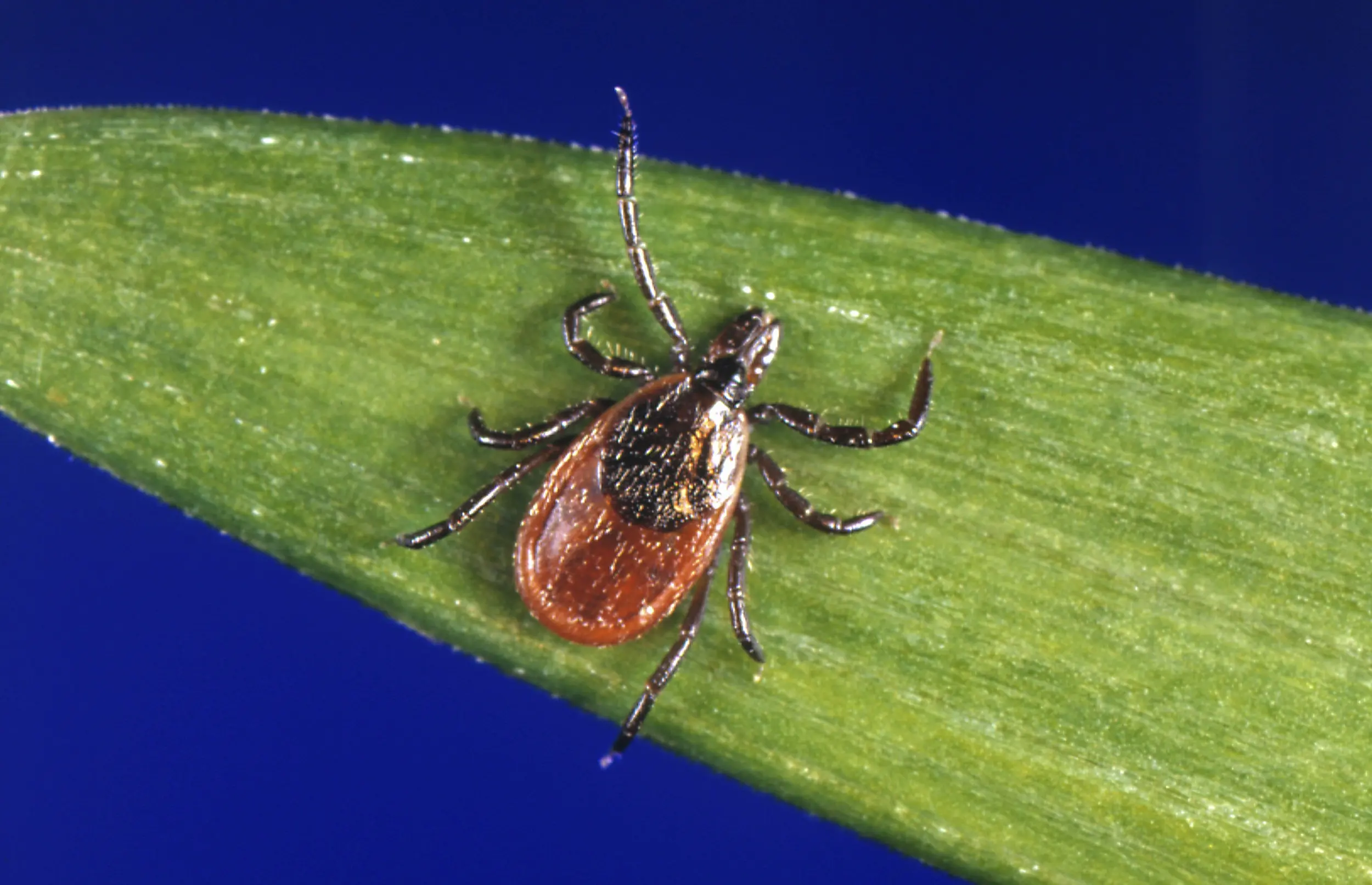 The second case of the deadly Powassan virus. The disease is spread by ticks