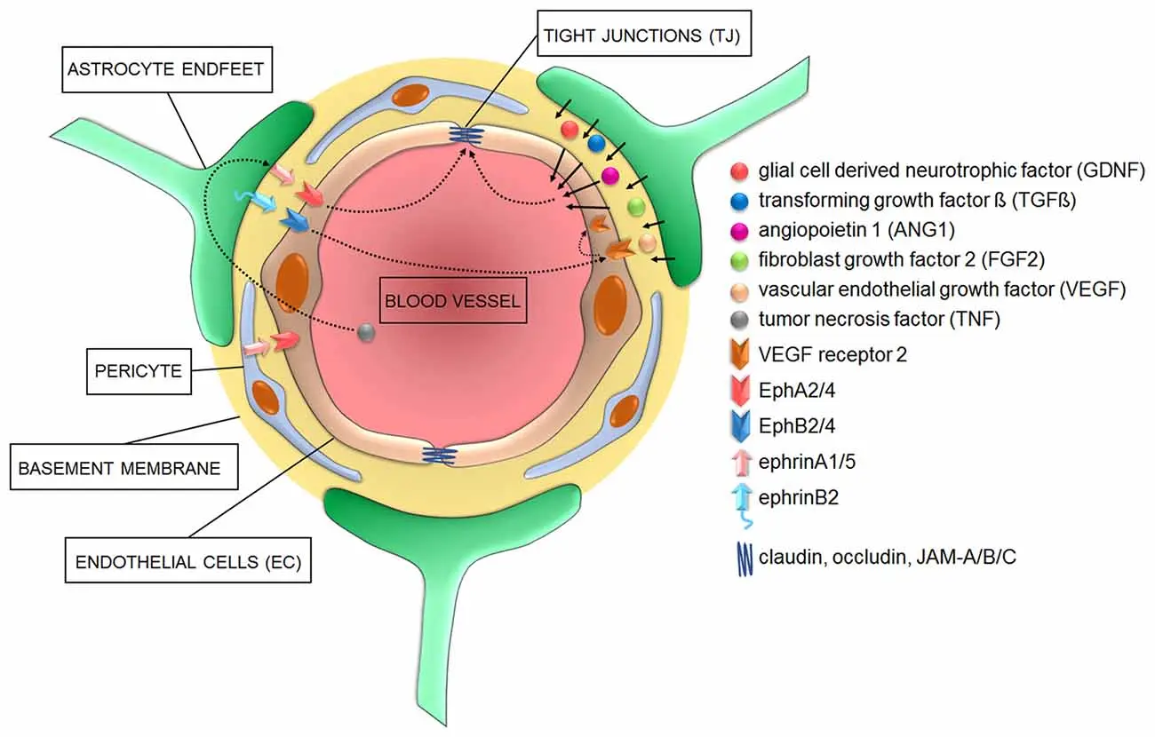 The secret of the tight blood-brain barrier