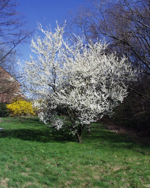 The secrets of pruning plums, as well as the formation of the correct fit