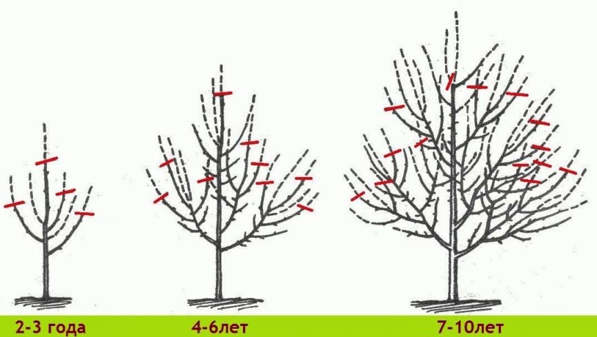 The secrets of pruning plums, as well as the formation of the correct fit