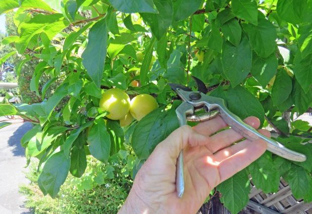 The secrets of pruning plums, as well as the formation of the correct fit