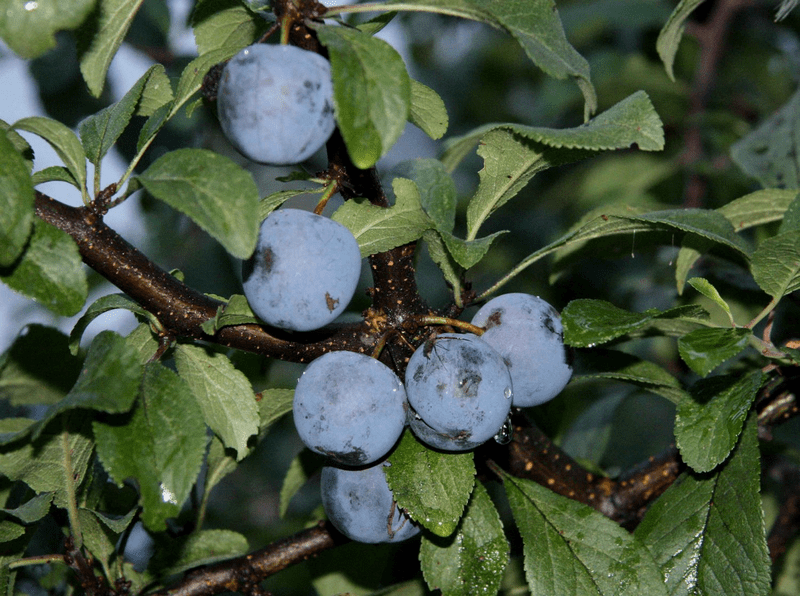 The secrets of pruning plums, as well as the formation of the correct fit