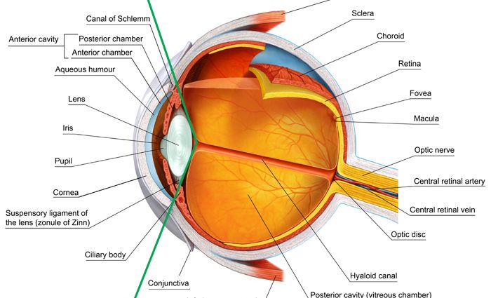 The secrets of the organ of sight, that is, about the structure of the eye