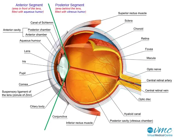 The secrets of the organ of sight, that is, about the structure of the eye