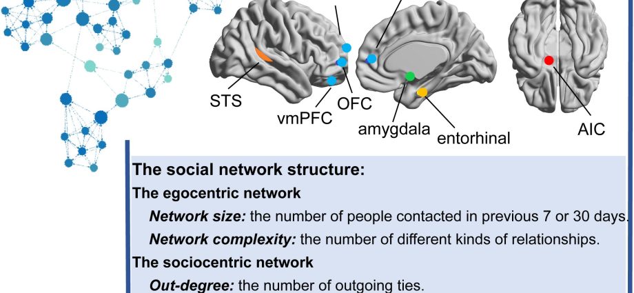 The size of the brain structure determines a rich social life