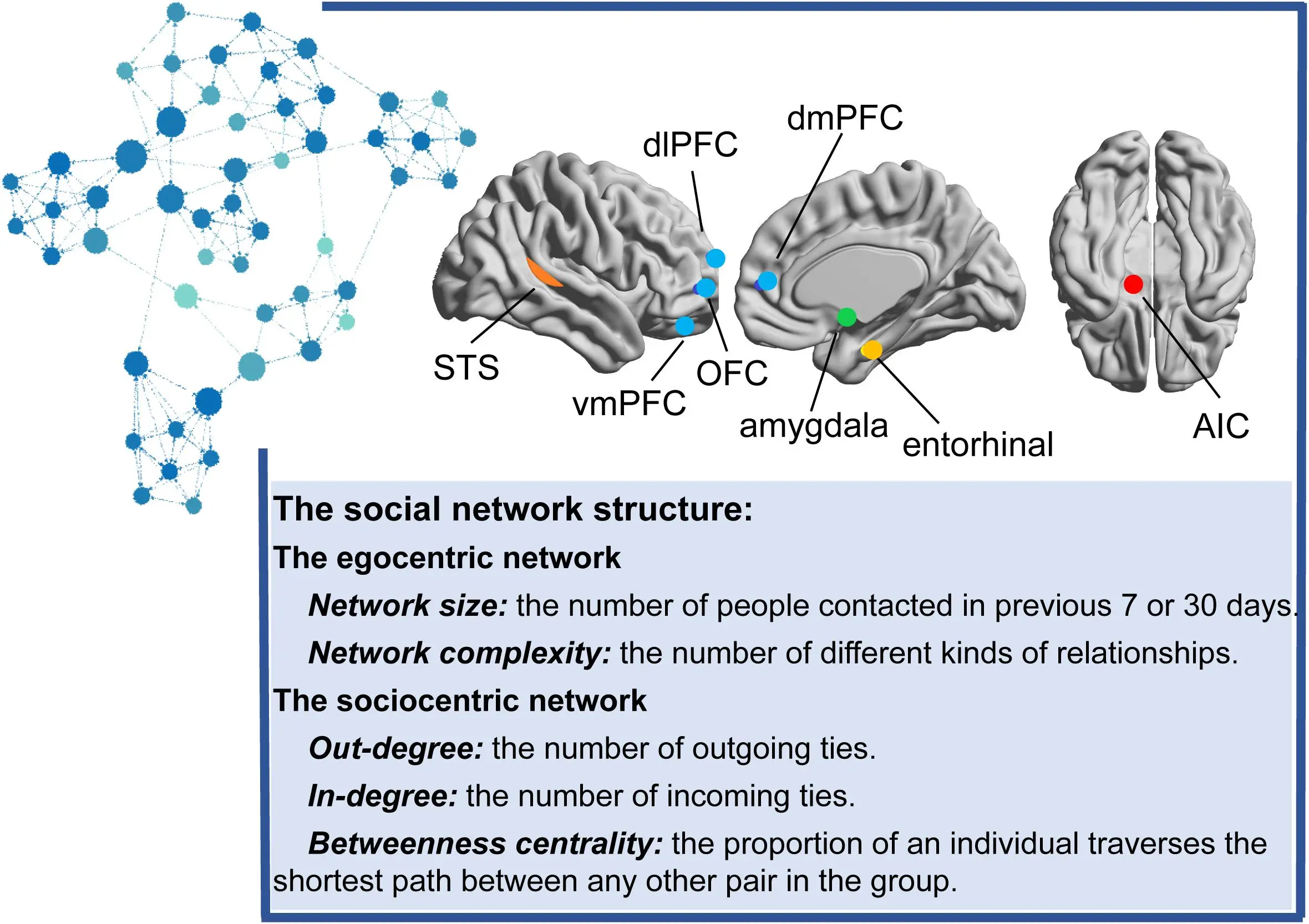 The size of the brain structure determines a rich social life