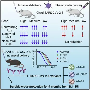 The slimming vaccine works in mice