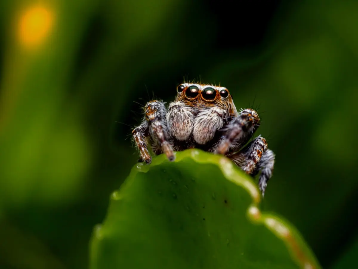 The spiders had stung her 15 times. Now the carnivorous bacterium is destroying her body