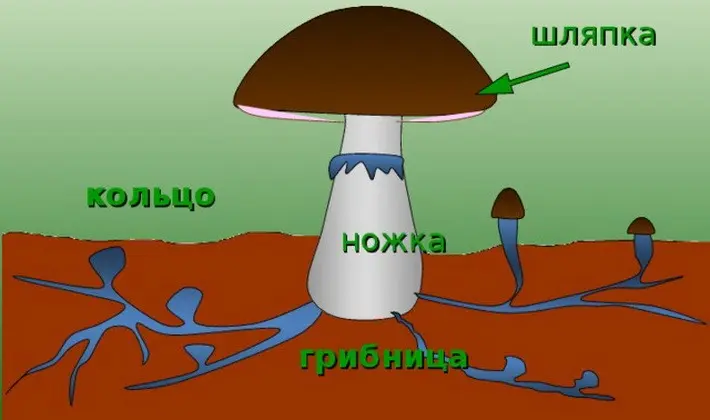 The structure, development and nutrition of fungi: main features