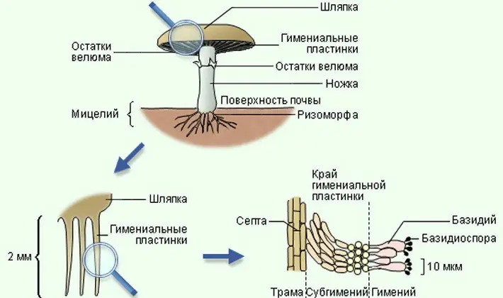 The structure, development and nutrition of fungi: main features