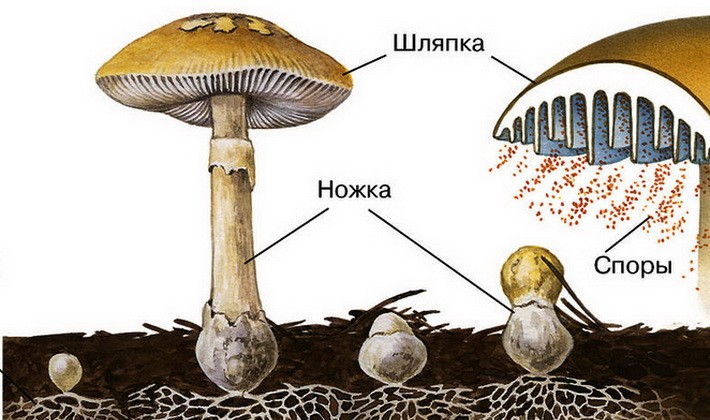 The structure, development and nutrition of fungi: main features
