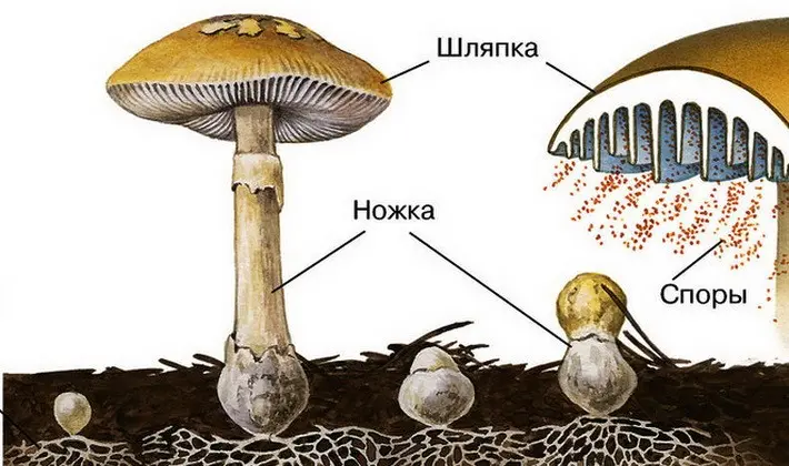 The structure, development and nutrition of fungi: main features