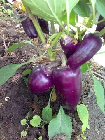 The sweetest varieties of sweet pepper