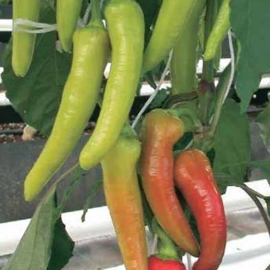 The sweetest varieties of sweet pepper