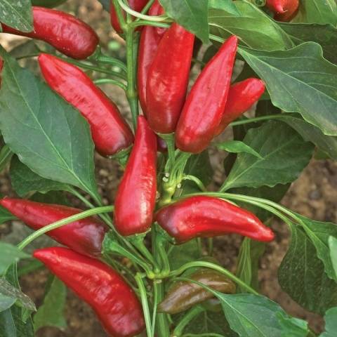 The sweetest varieties of sweet pepper