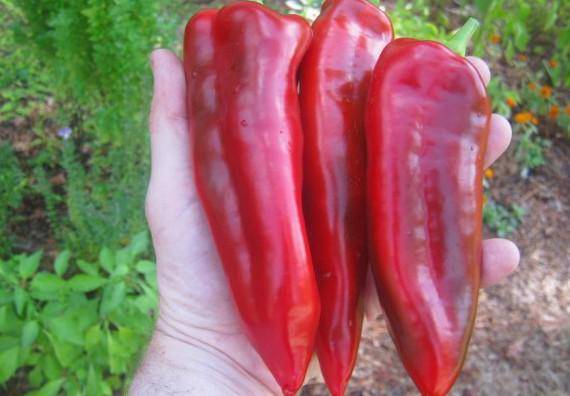 The sweetest varieties of sweet pepper