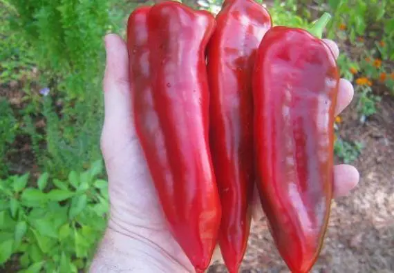 The sweetest varieties of sweet pepper