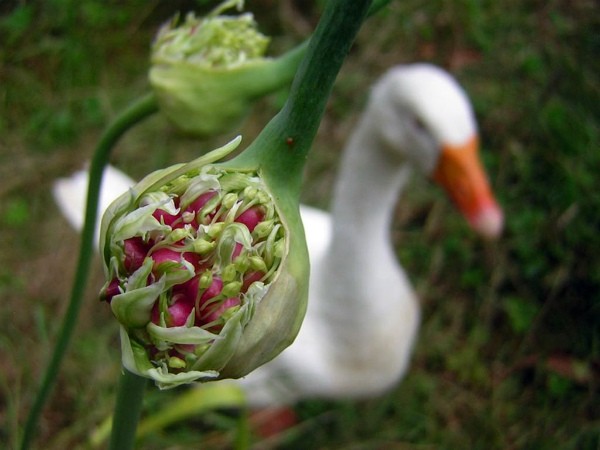 The technology of growing garlic in the open field