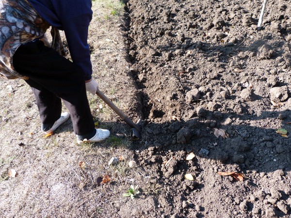 The technology of growing garlic in the open field