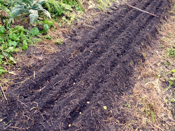 The technology of growing garlic in the open field