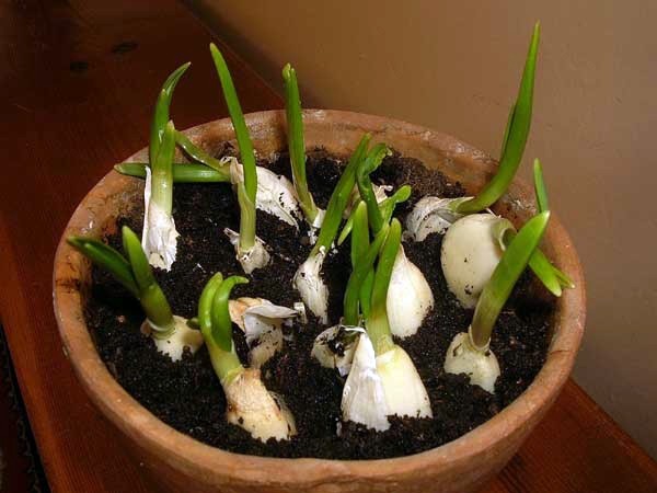 The technology of growing garlic in the open field