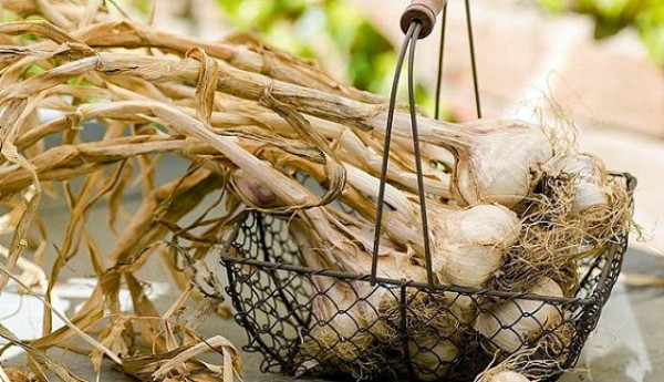 The technology of growing garlic in the open field