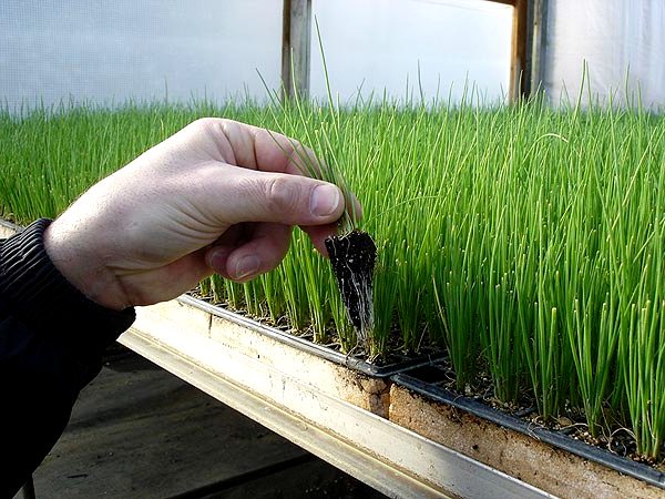 The technology of growing onion seedlings from seeds