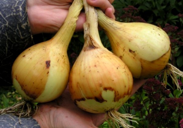 The technology of growing onion seedlings from seeds