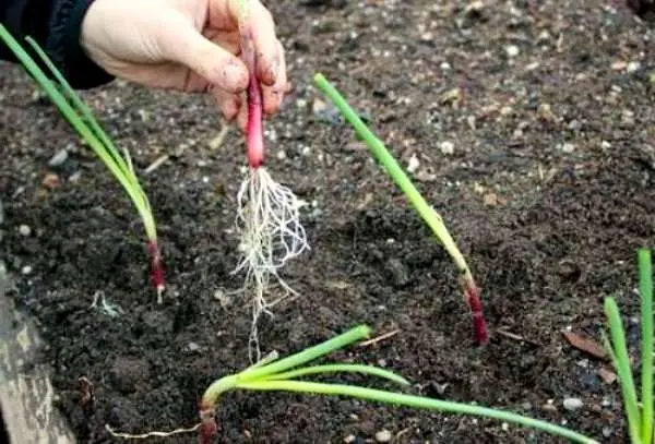 The technology of growing onion seedlings from seeds