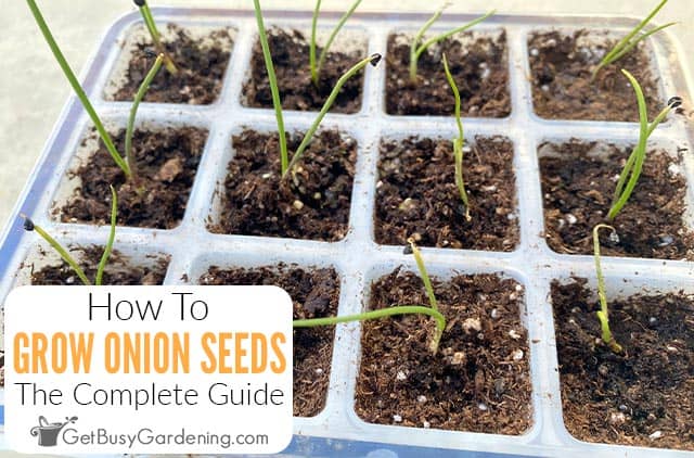 The technology of growing onion seedlings from seeds