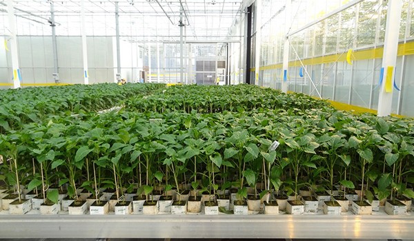 The technology of growing peppers in a greenhouse with video